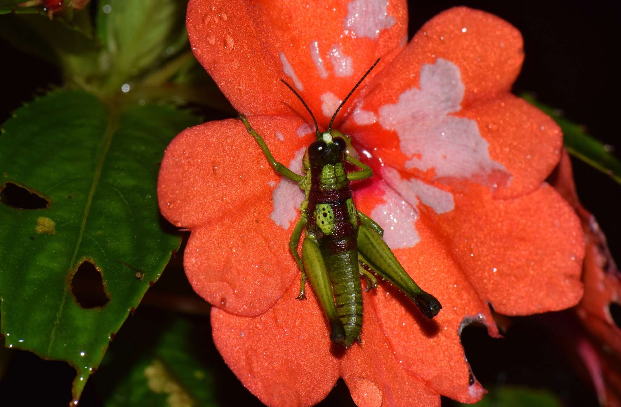 Image of Hippariacris latona (Günther & K. 1940)