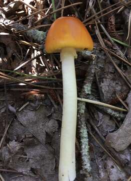 Imagem de Amanita elongata Peck 1909