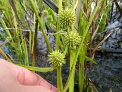 Image de Sparganium americanum Nutt.