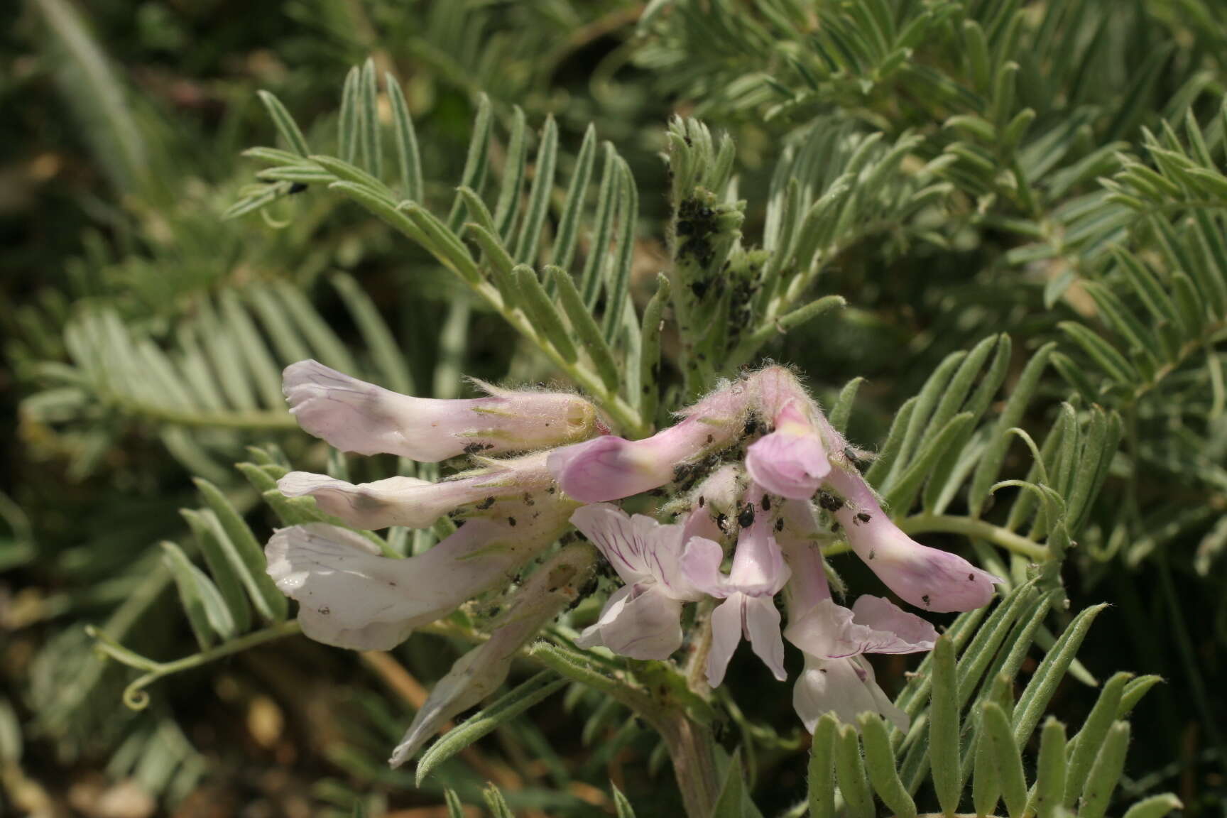 Image of Vicia argentea Lapeyr.