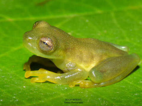 Image of Rulyrana adiazeta (Ruiz-Carranza & Lynch 1991)