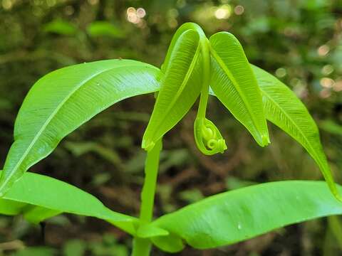 Plancia ëd Hemidictyum marginatum (L.) C. Presl