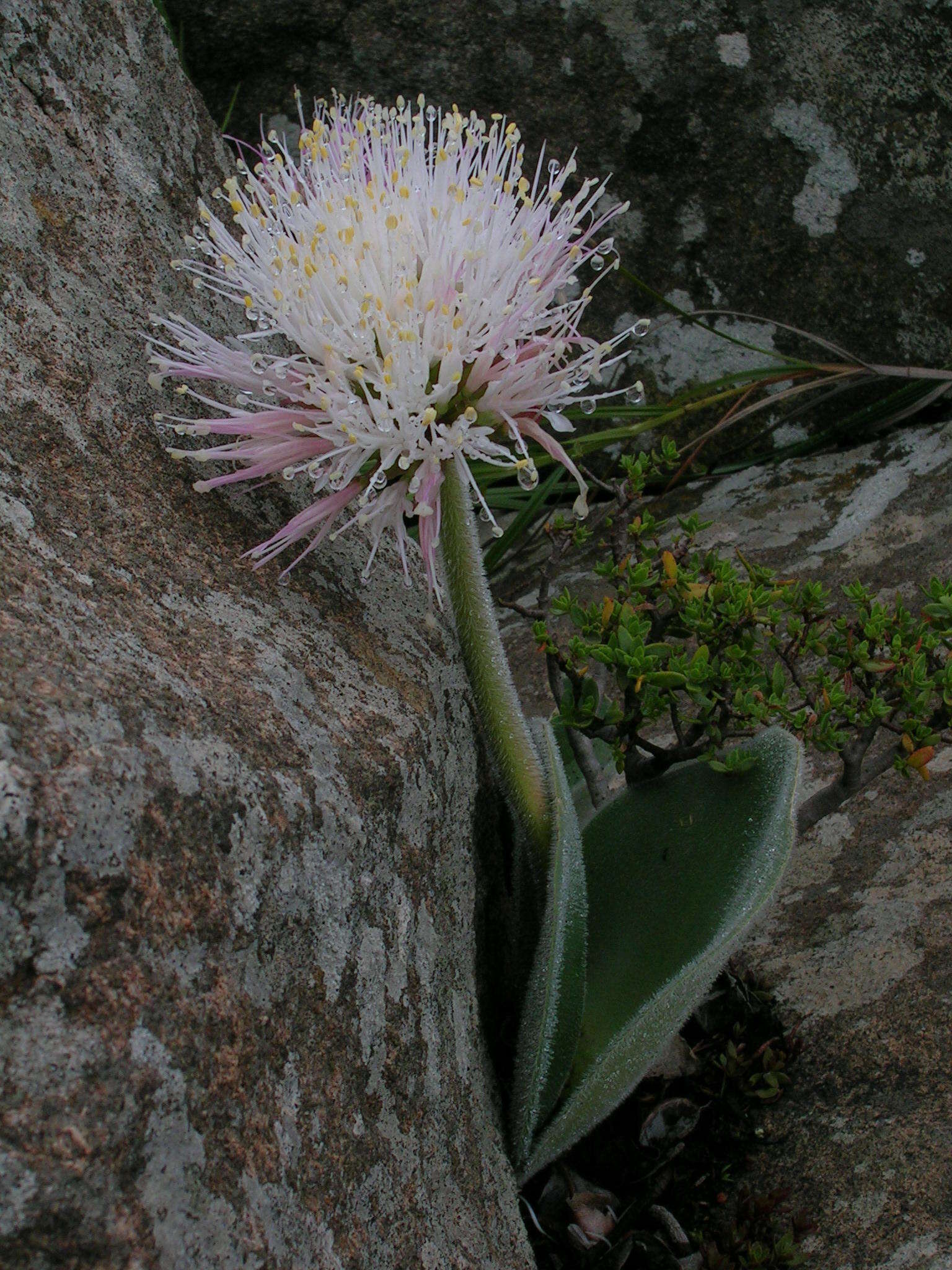 Image of Haemanthus humilis subsp. hirsutus (Baker) Snijman