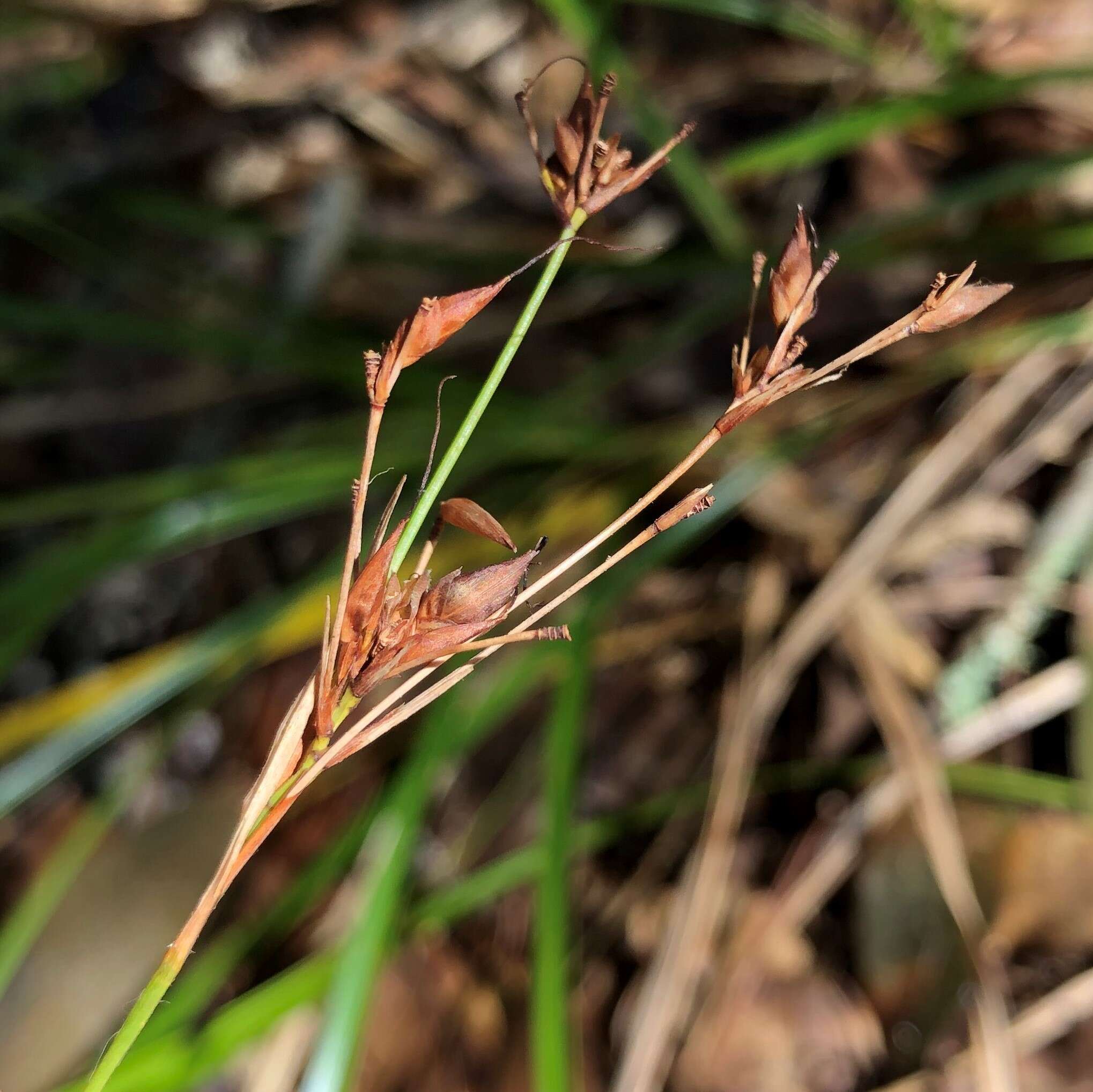 Rhynchospora megalocarpa A. Gray resmi