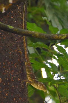 Image of Decorated Anole