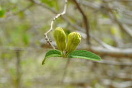 Image of Casearia dodecandra