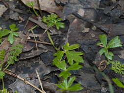 Image of Ranunculus amphitrichus Colenso