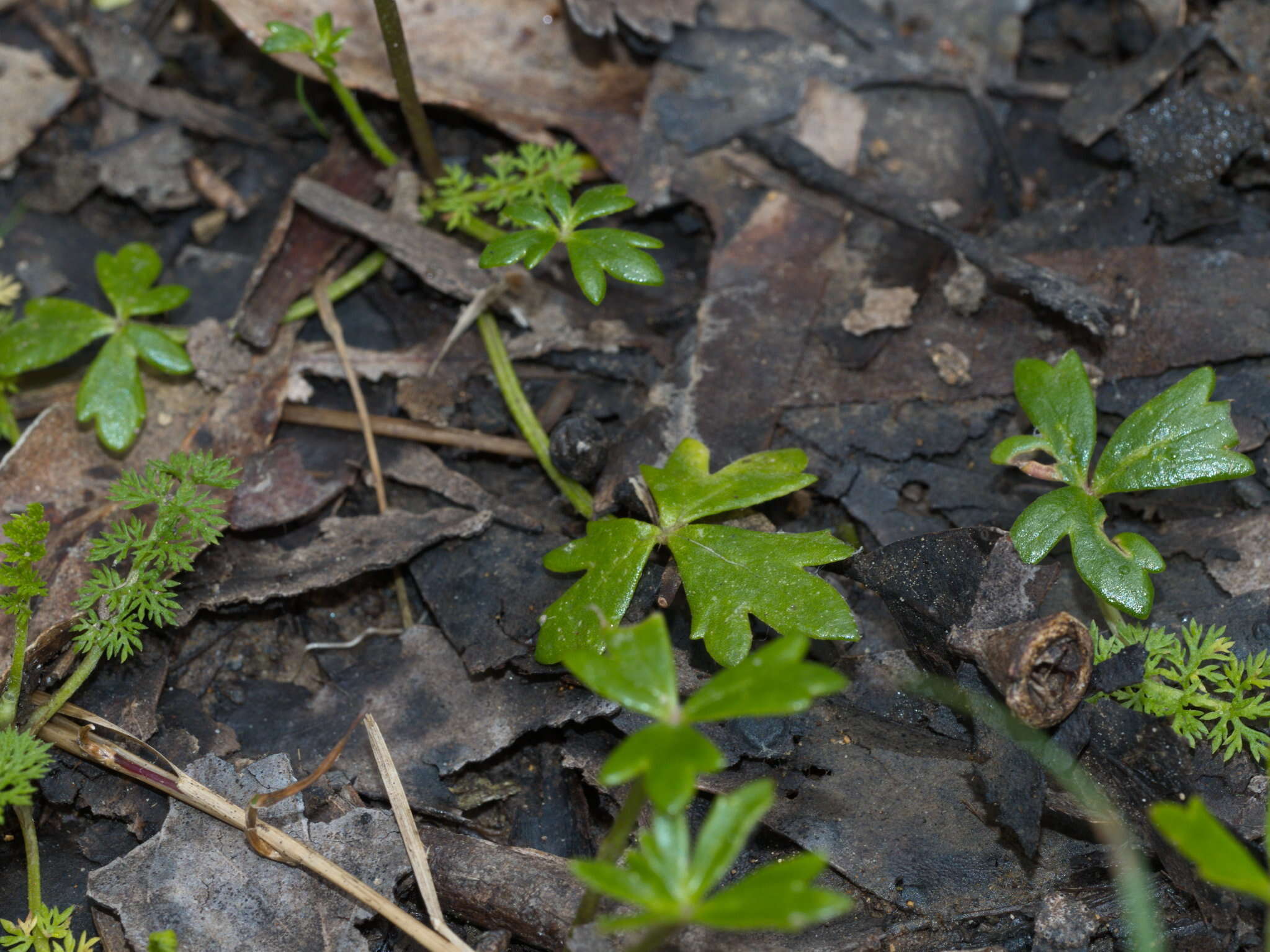 Image of Ranunculus amphitrichus Colenso