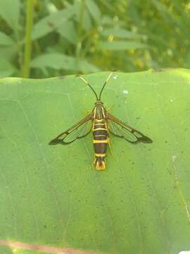 Image of Eupatorium Borer Moth