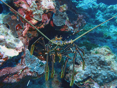 Image of Longlegged Spiny Lobster