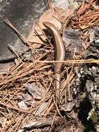 Image of Coal Skink