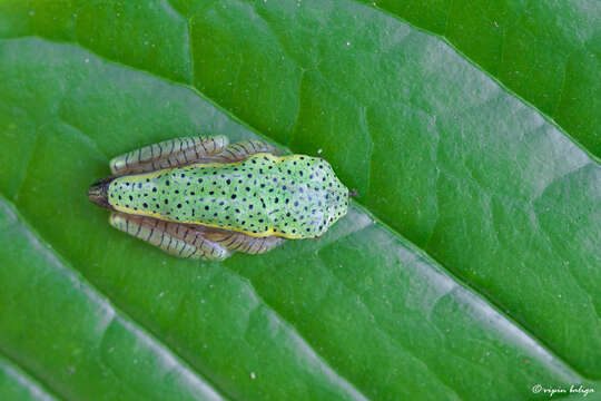 Image de Rhacophorus lateralis Boulenger 1883