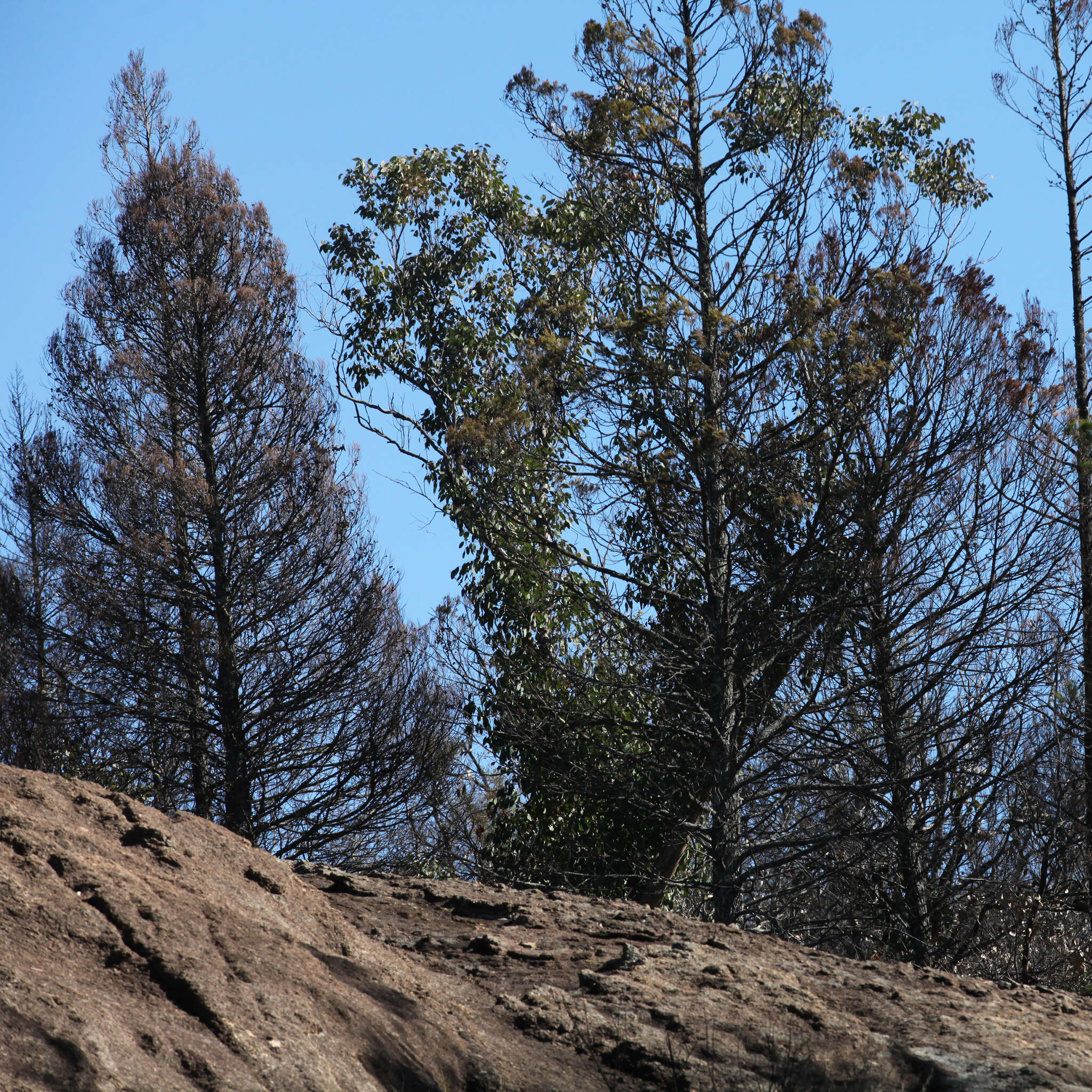 Image of Black Cypress-pine