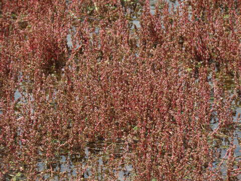 Image of Myriophyllum verrucosum Lindl.