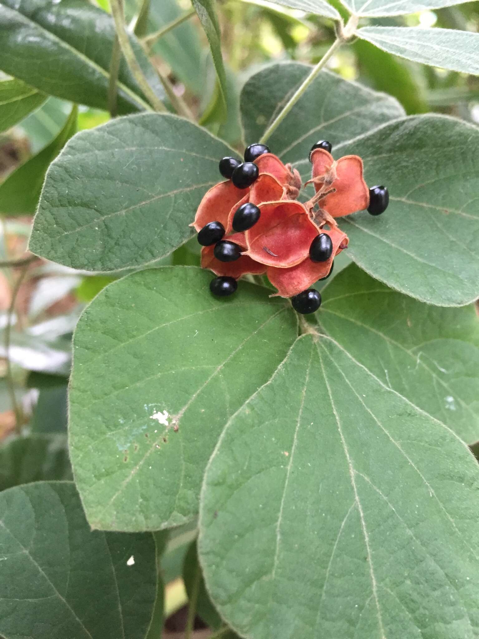 Image of Rhynchosia volubilis Lour.