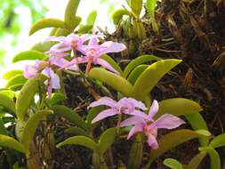 Image of Cattleya nobilior Rchb. fil.