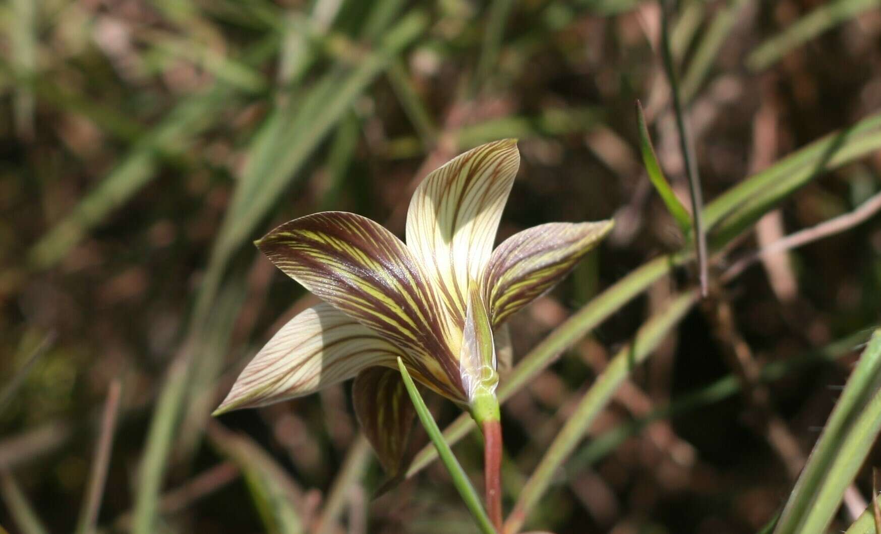 Image of Romulea longipes Schltr.