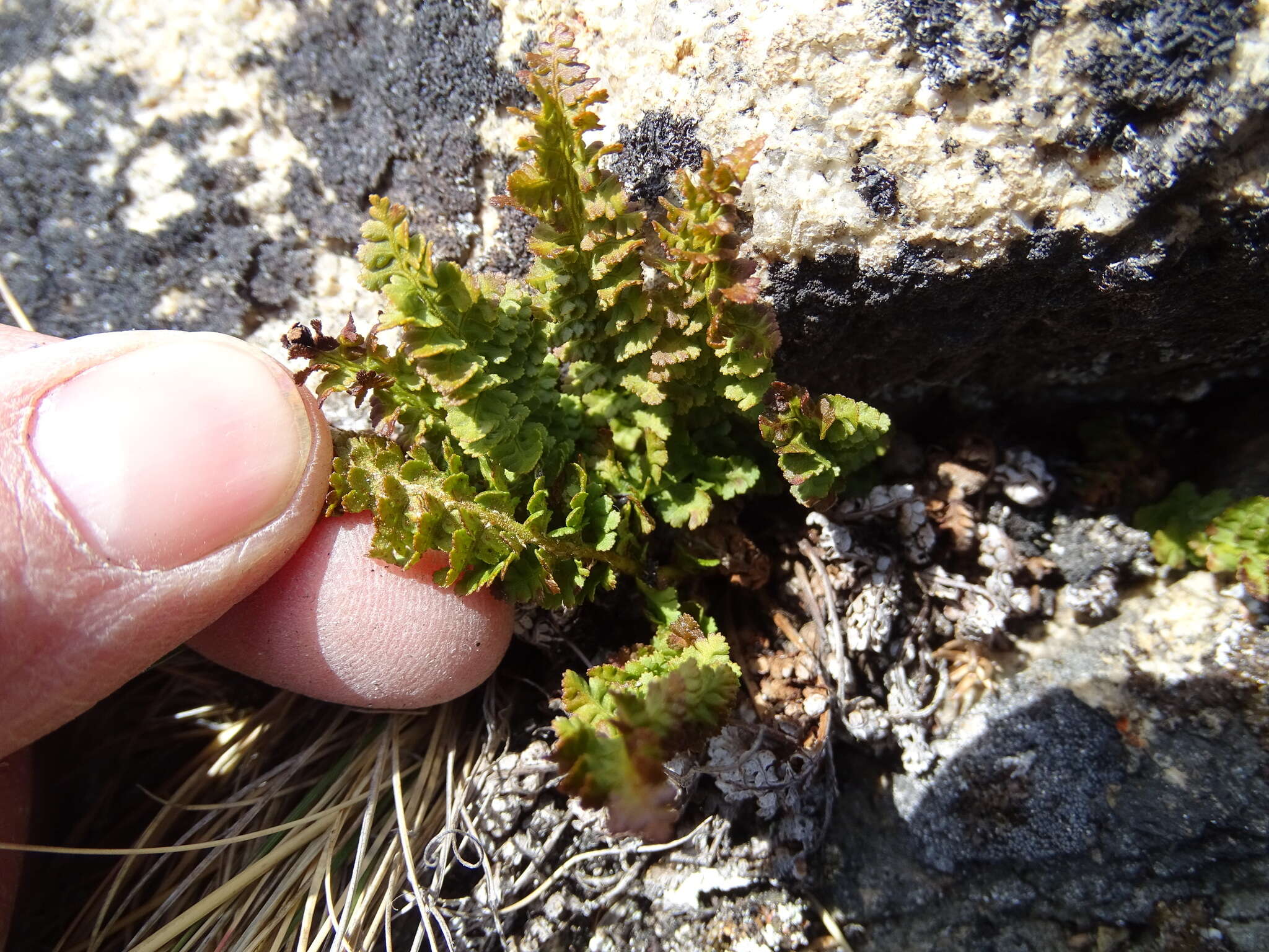 Image de Dryopteris fragrans (L.) Schott