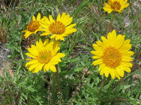 Image of Hooker's balsamroot