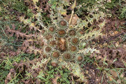 Image of stemless thistle