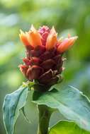 Costus montanus Maas的圖片