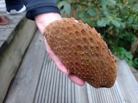 Слика од Annona cherimolioides Triana & Planch.