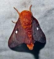 Anisota virginiensis (Drury 1773)的圖片