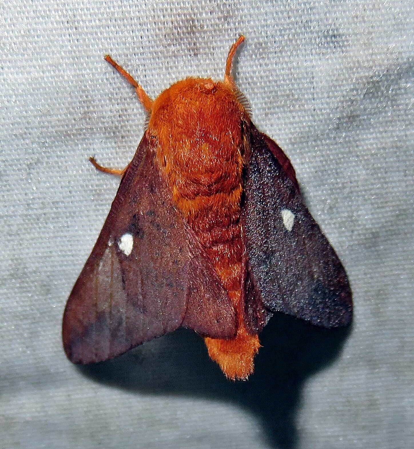 Image of Pink-striped Oakworm