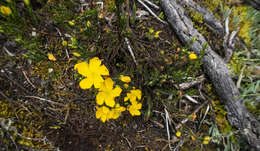 Image of Hypericum quitense R. Keller