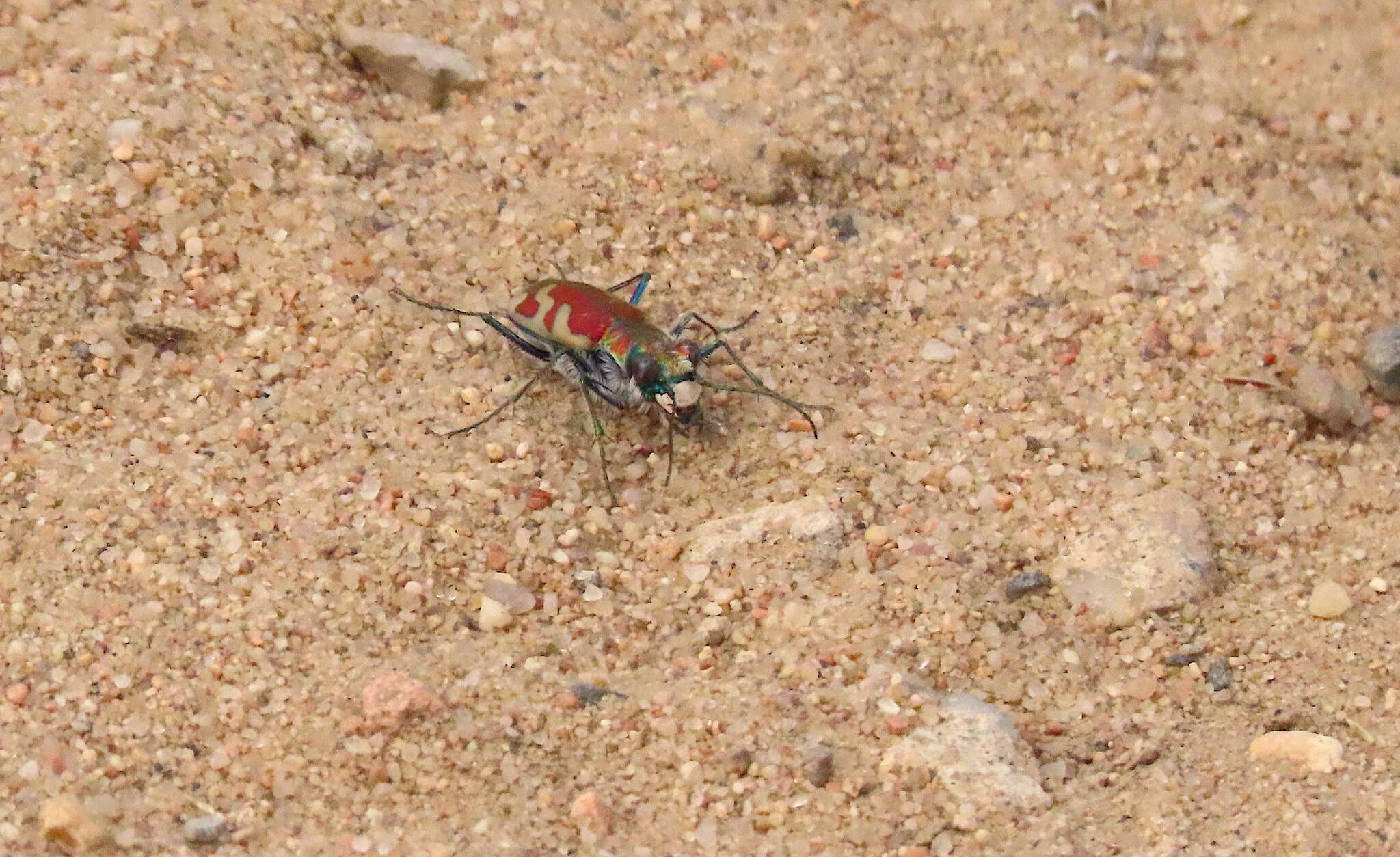 Image of Cicindela (Cicindela) lengi lengi W. Horn 1908