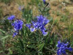 Image of Caryopteris mongholica Bunge