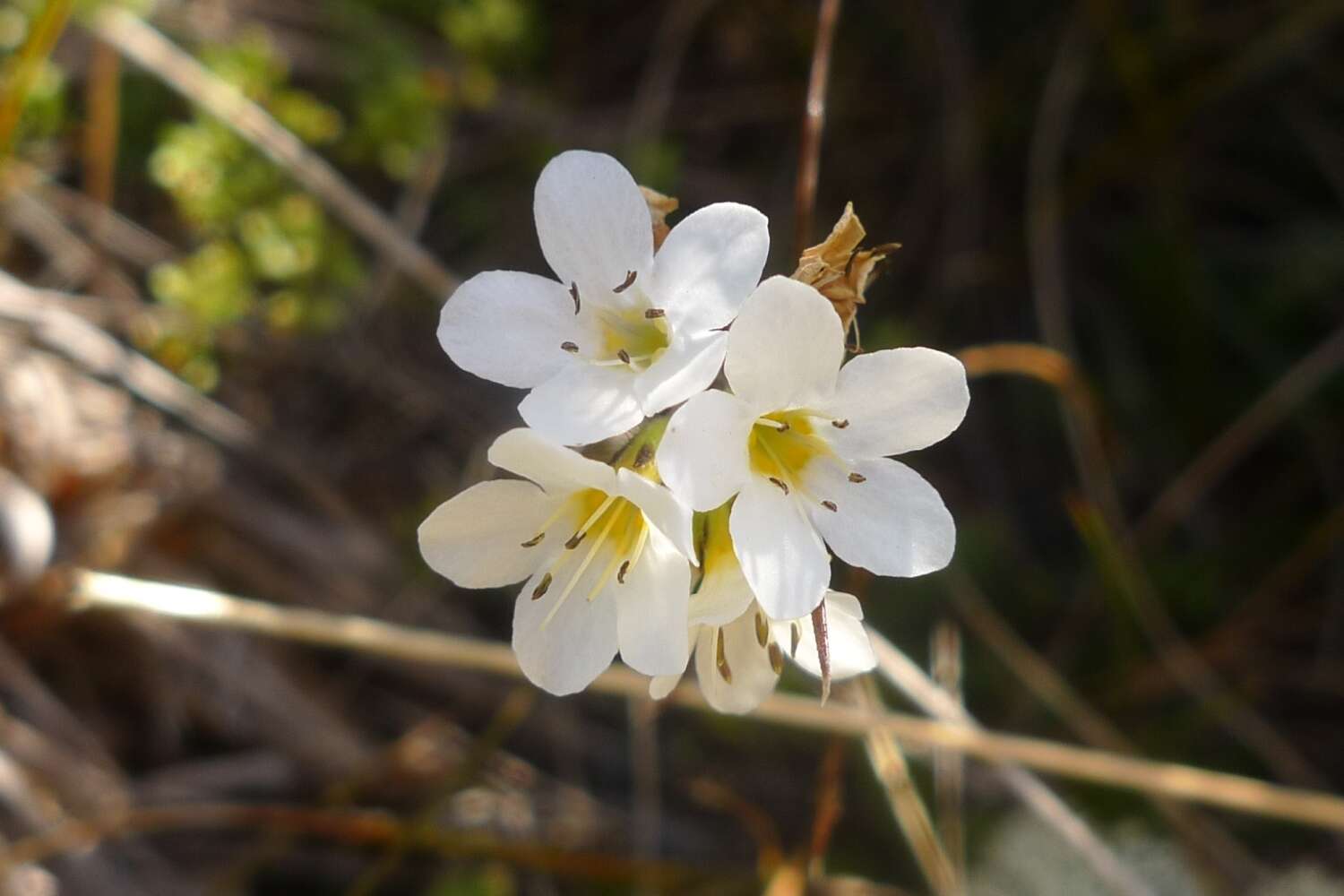 Image of Myosotis laeta Cheesem.