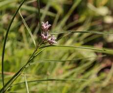 صورة Sisyranthus barbatus (Turcz.) N. E. Br.