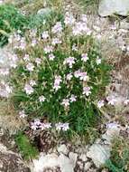 Sivun Erodium glandulosum (Cav.) Willd. kuva