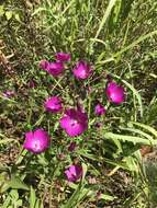 Callirhoe triangulata (Leavenw.) Gray resmi