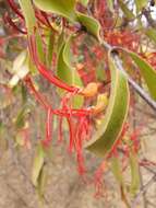 Image de Plicosepalus curviflorus (Benth. ex Oliv.) van Tiegh.