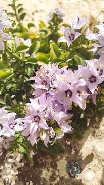 Campanula versicolor subsp. tenorei resmi