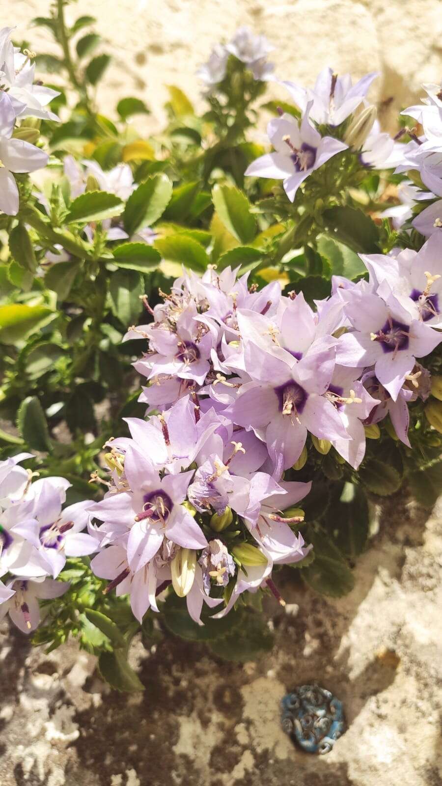 Imagem de Campanula versicolor subsp. tenorei