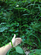 Image of tall thimbleweed