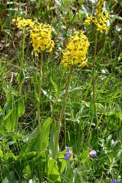 Image de Ligularia altaica DC.