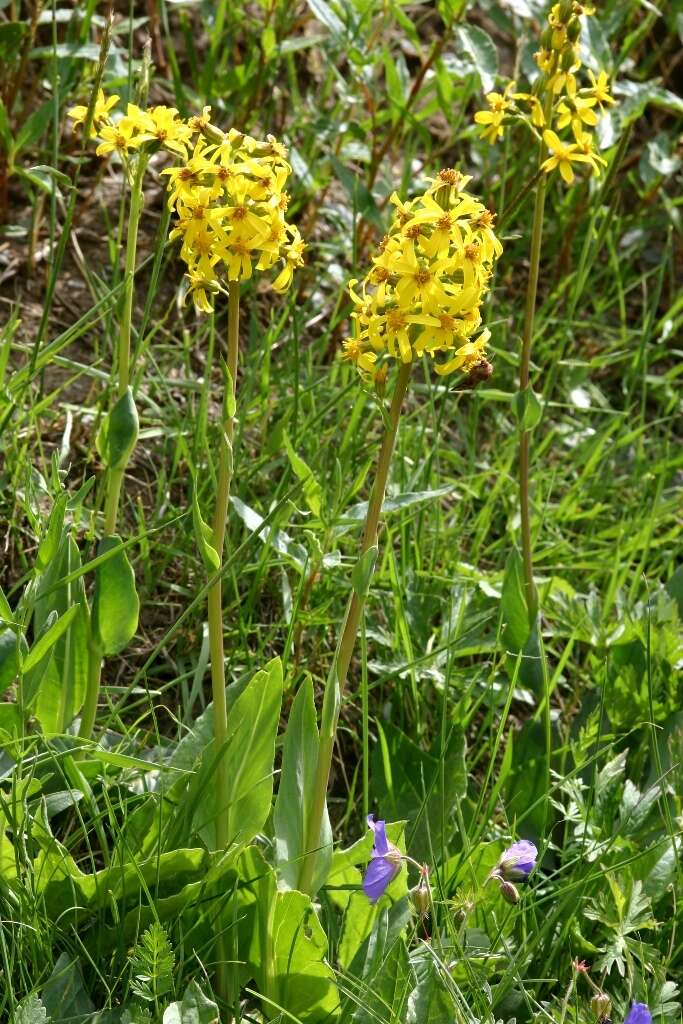 Image of Ligularia altaica DC.