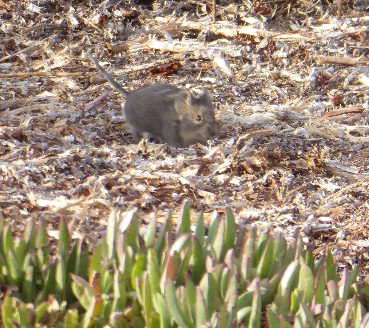 Image of African karoo rats