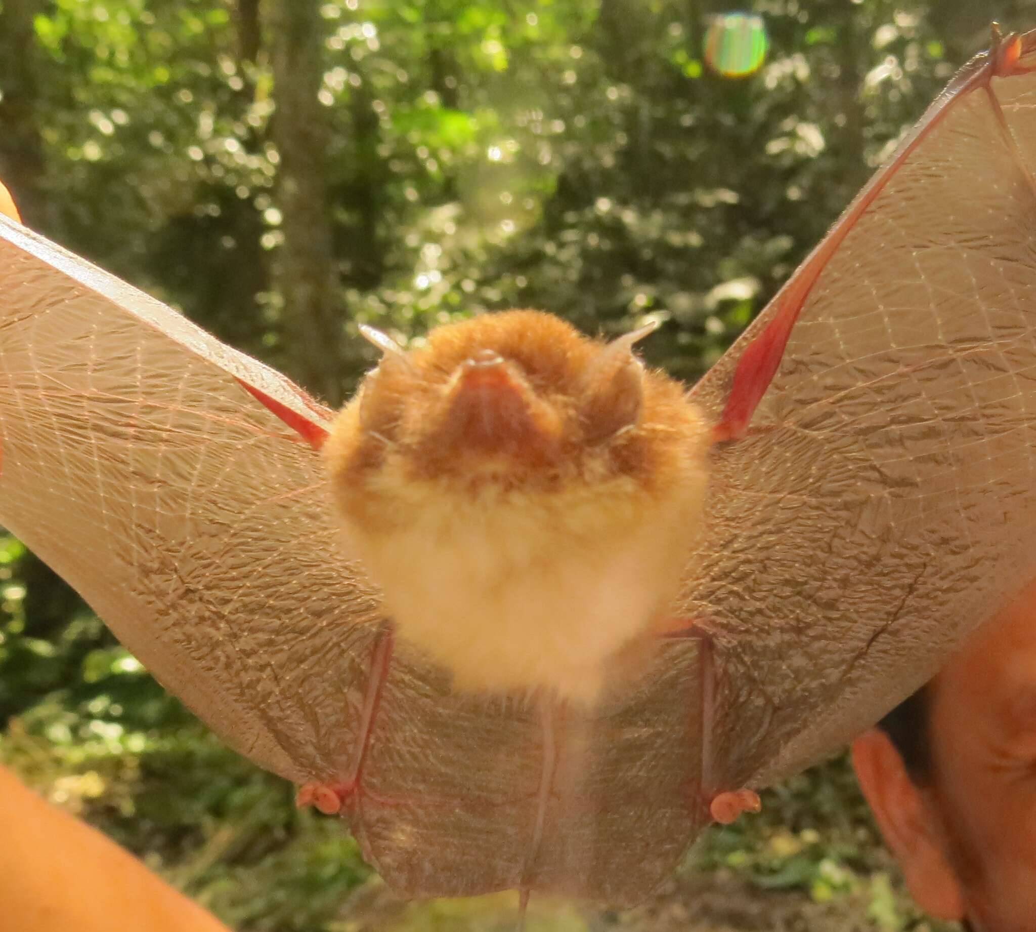 Image of disc-winged bats