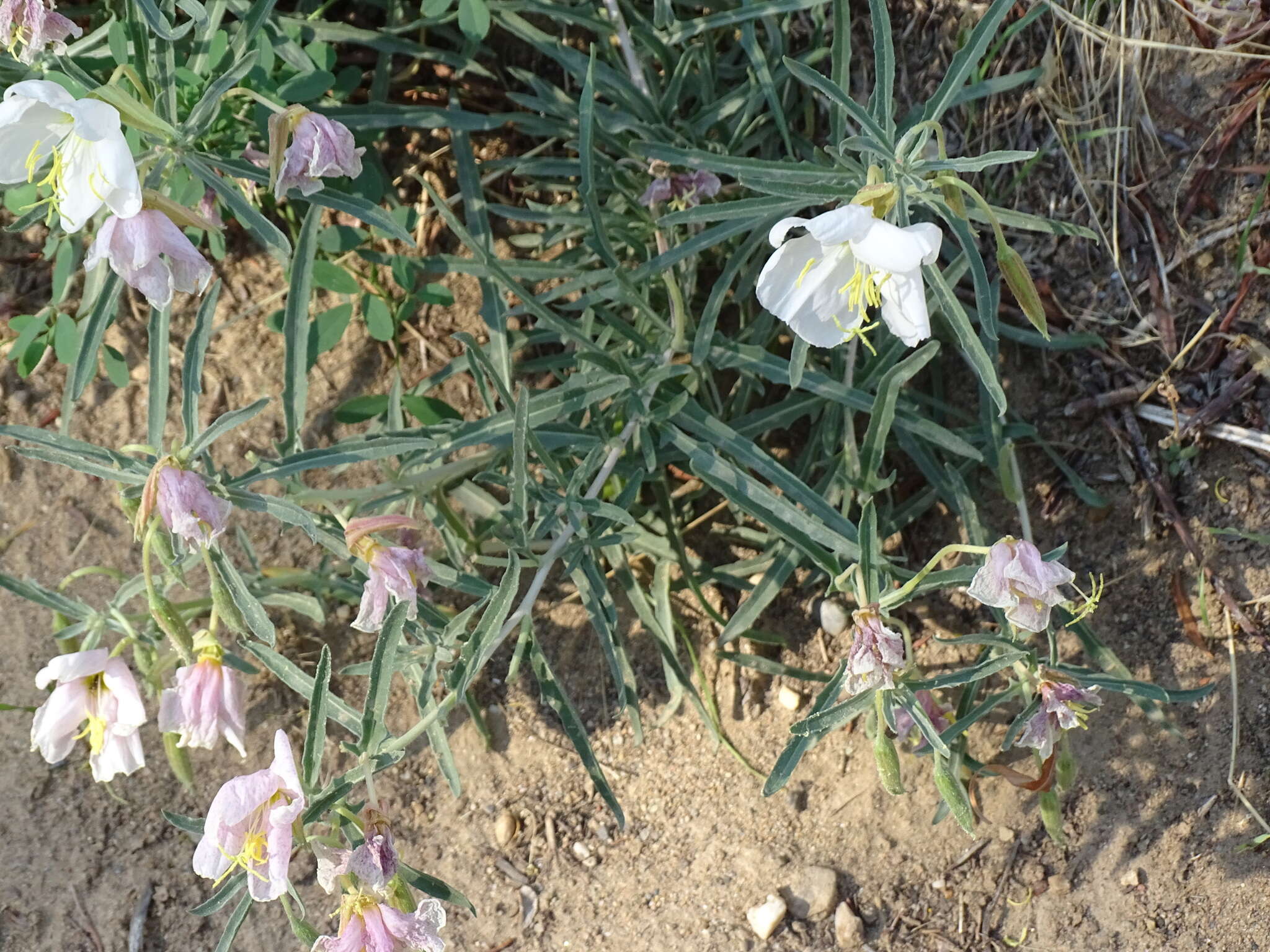 Image of pale evening primrose