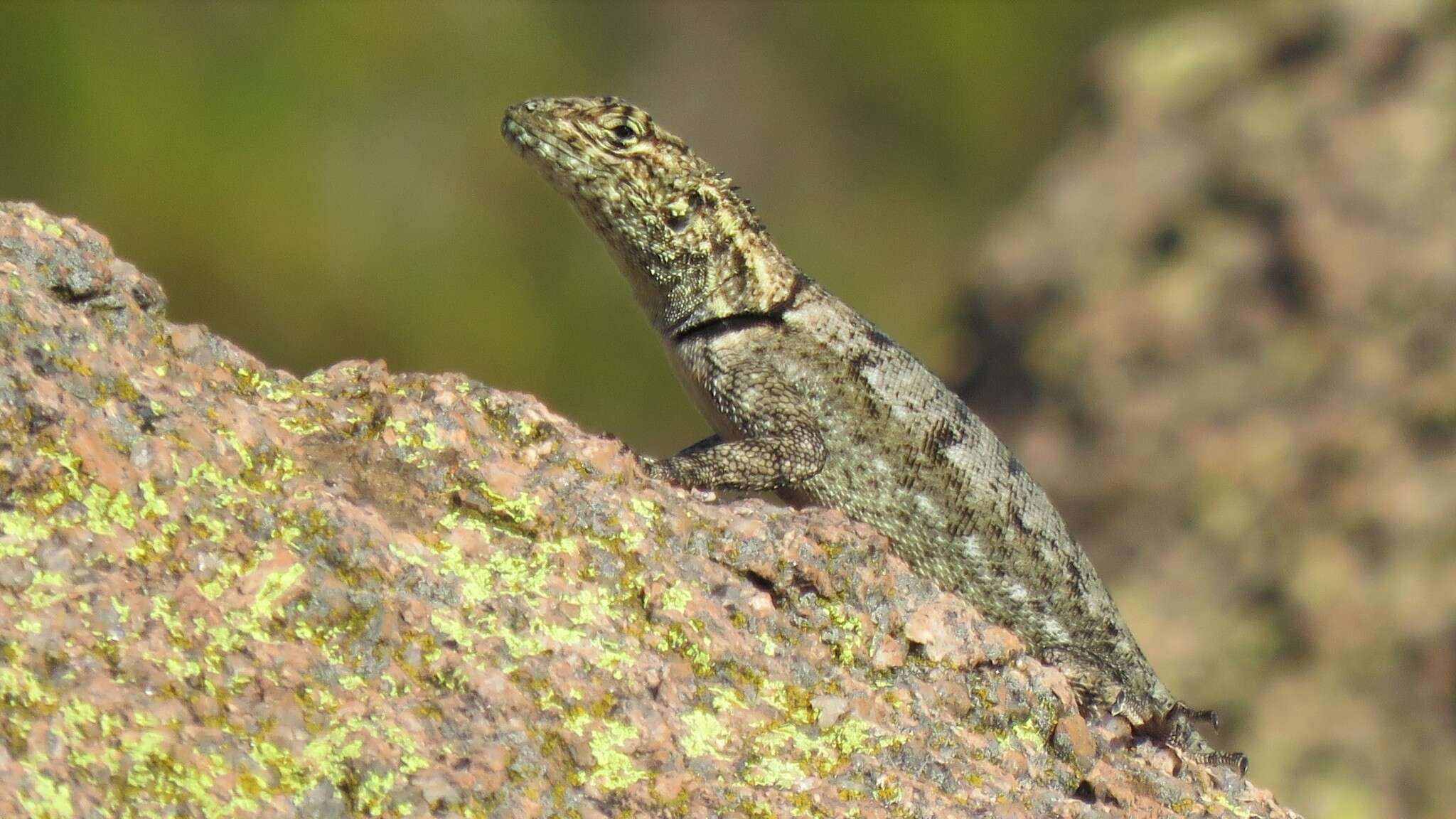 Image de Tropidurus spinulosus (Cope 1862)