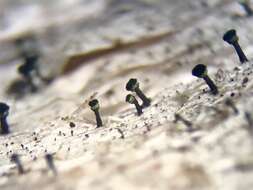 Image of Yellow-collar stubble lichen;   Spike lichen