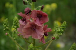 Image of Verbascum flavidum (Boiss.) Freyn & Bornm.