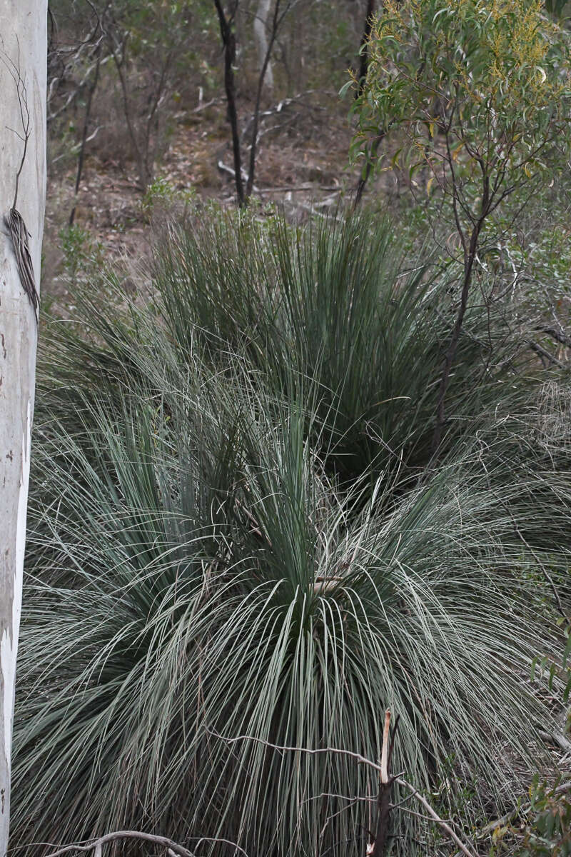 Image of Xanthorrhoea semiplana subsp. semiplana