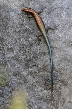 Image of Copper-tailed Skink