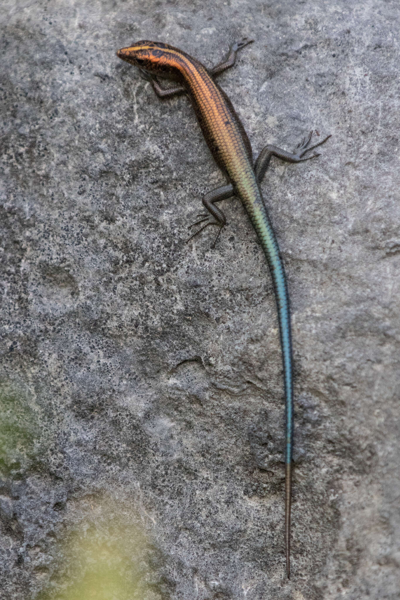 Image of Copper-tailed Skink